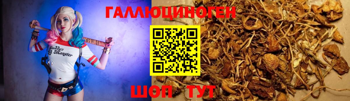 Галлюциногенные грибы Psilocybine cubensis Усинск